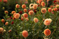 Cornel Bronze Dahlia Tuber