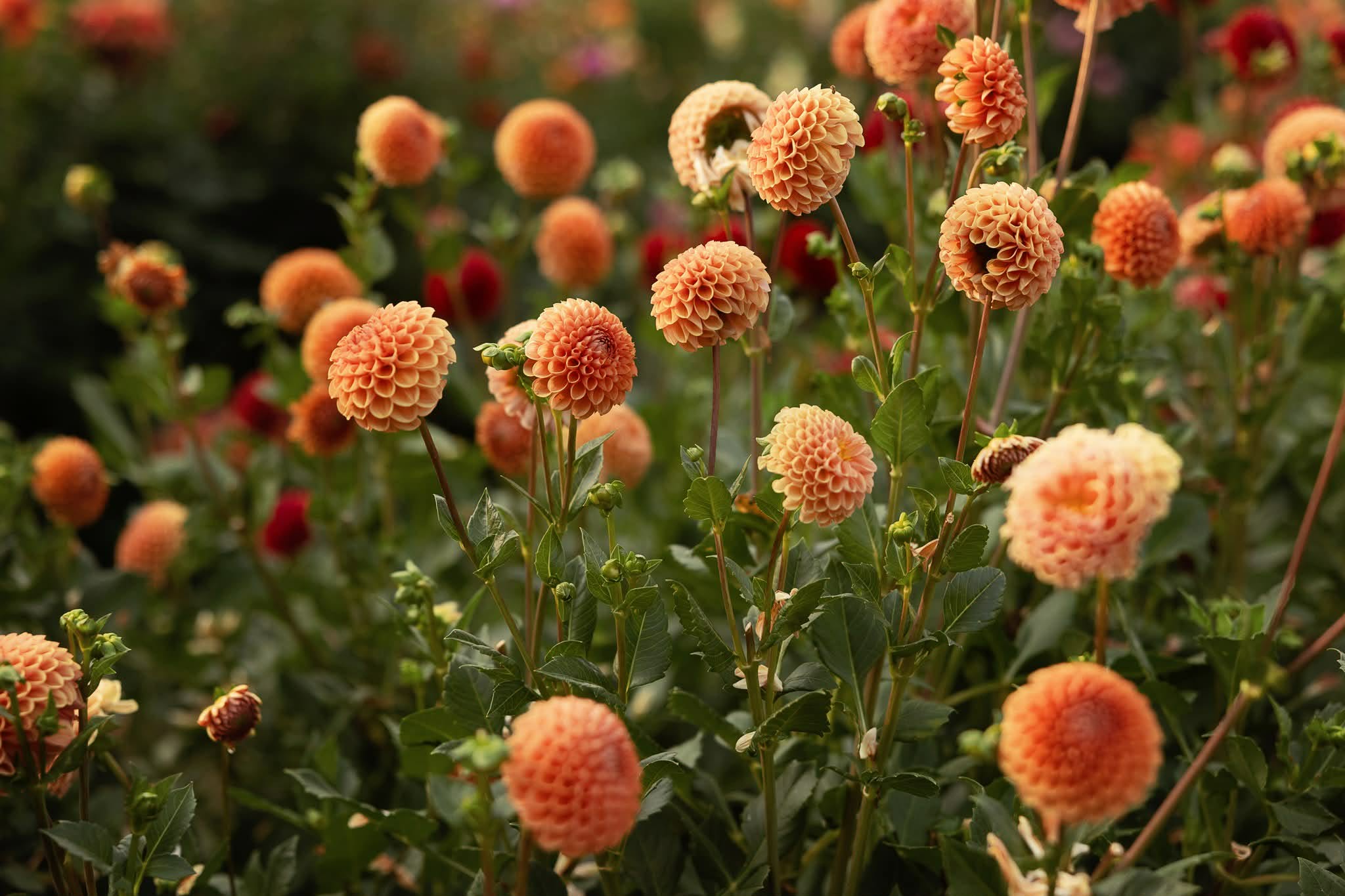 Cornel Bronze Dahlia Tuber