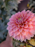Bloomquist Mojo Dahlia Tuber