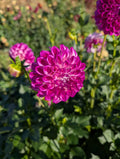 AC Delvin Dahlia Tuber