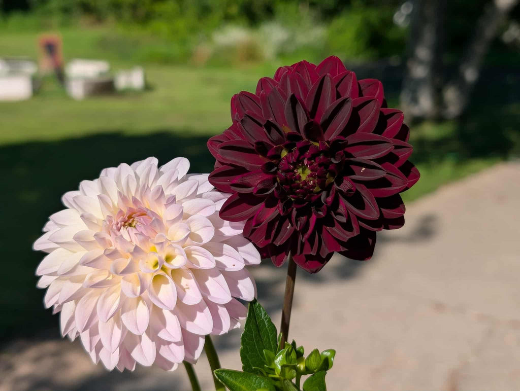 Arabian night Dahlia tuber