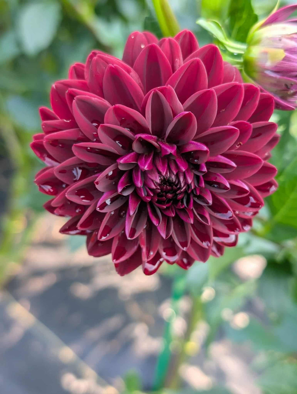 Arabian night Dahlia tuber