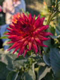 Bloomquist Tropic Dahlia Tuber