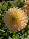 Bloomquist Blush Dahlia Tuber