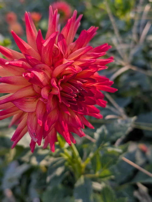 Bloomquist Tropic Dahlia Tuber