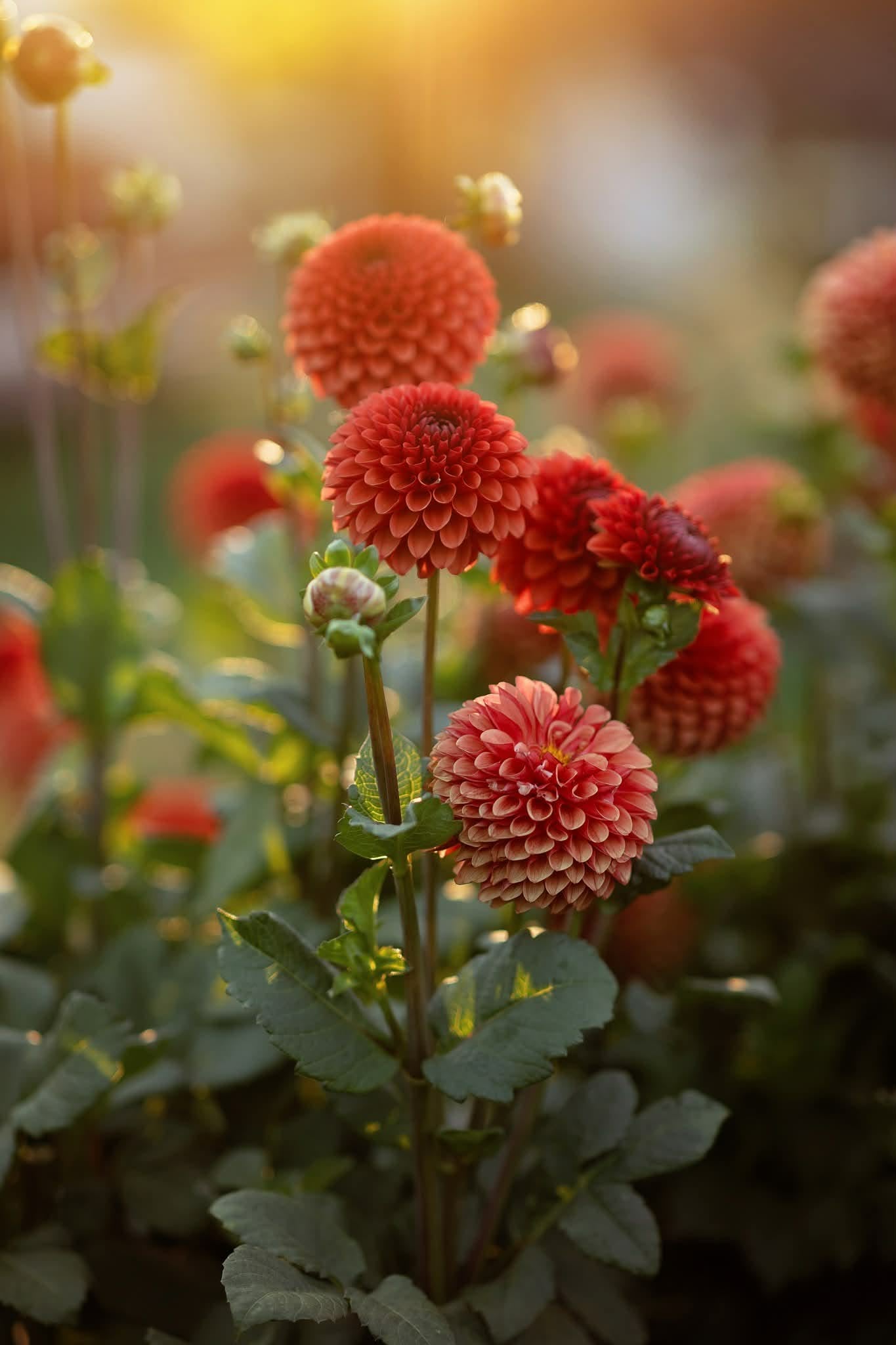 Brown Sugar Dahlia Tuber