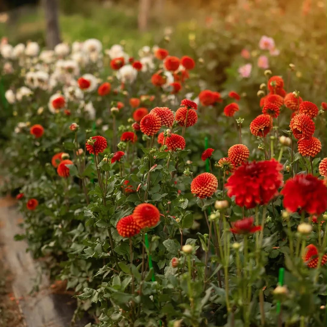 Brown Sugar Dahlia Tuber
