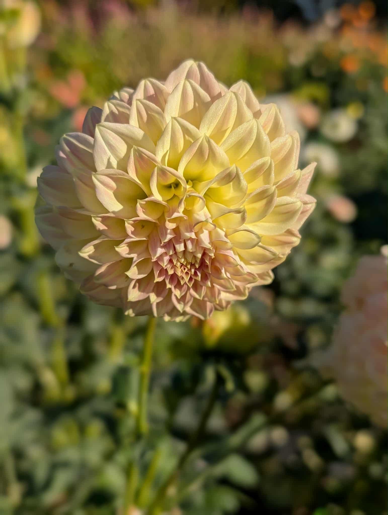 Coorabell Astrid Dahlia Tuber
