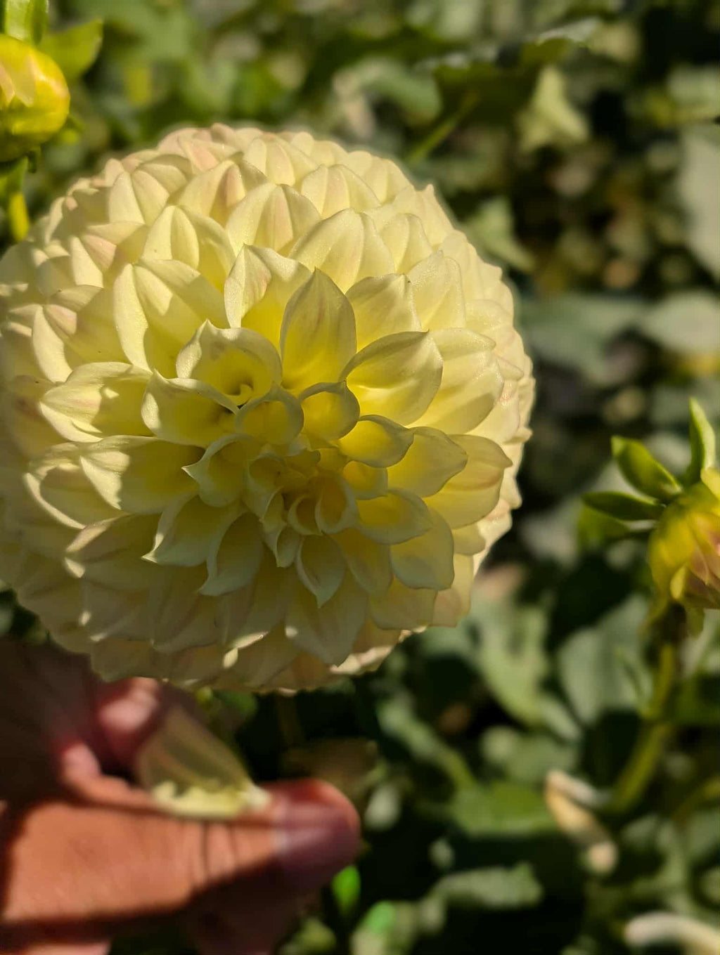 Coorabell Astrid Dahlia Tuber