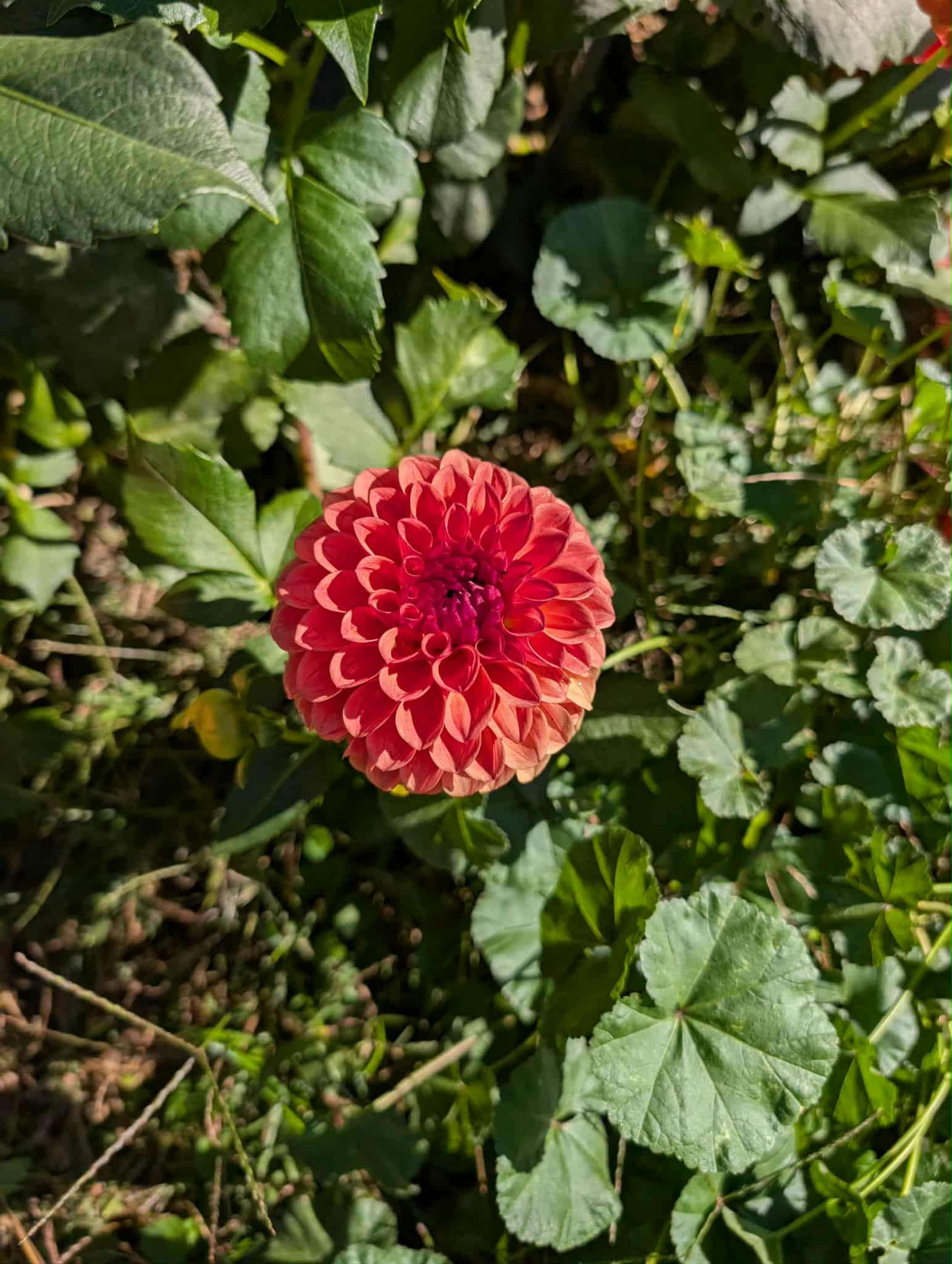 Cecil Dahlia Tuber