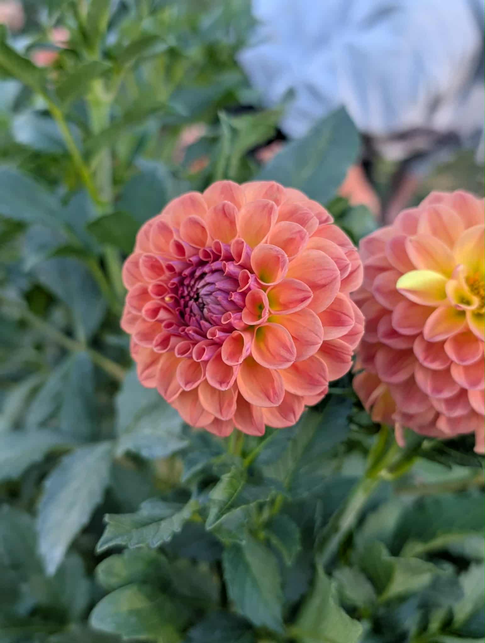 Chewy Dahlia Tuber