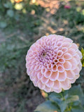 Cinder Rose Dahlia tuber