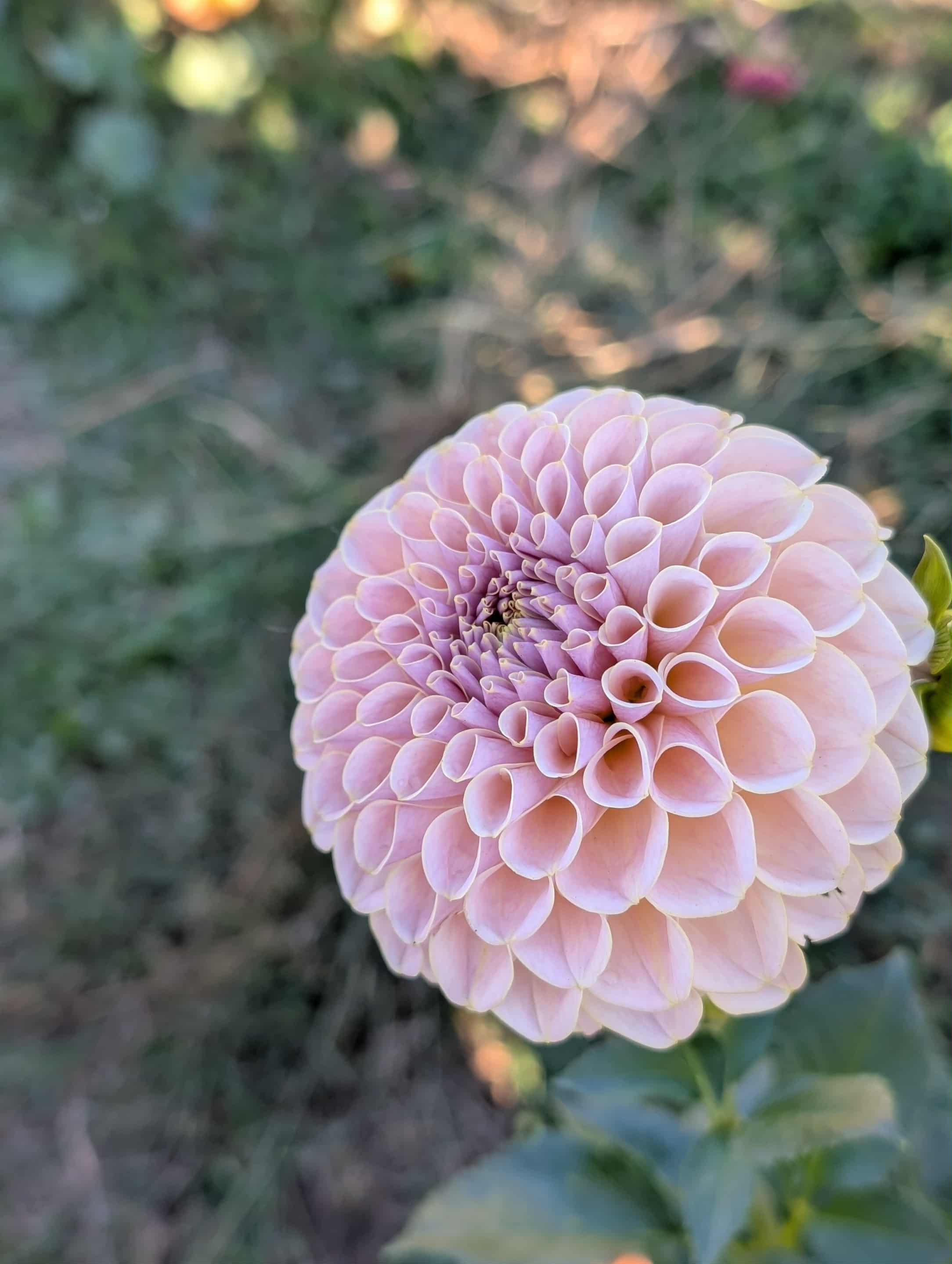 Cinder Rose Dahlia tuber