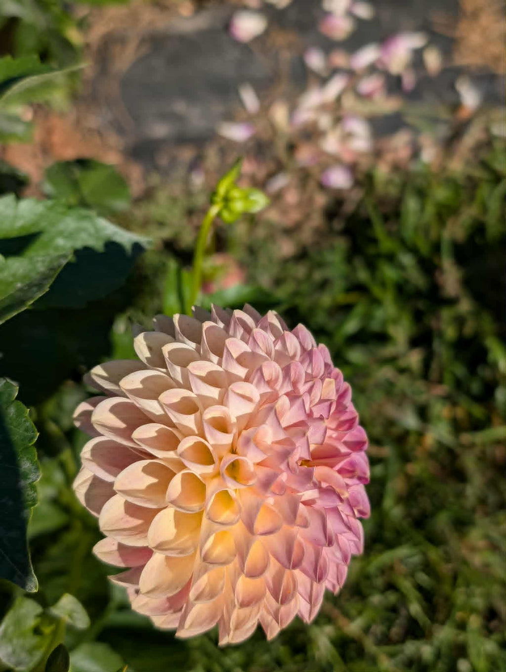 Clearview Peachy Dahlia Tuber