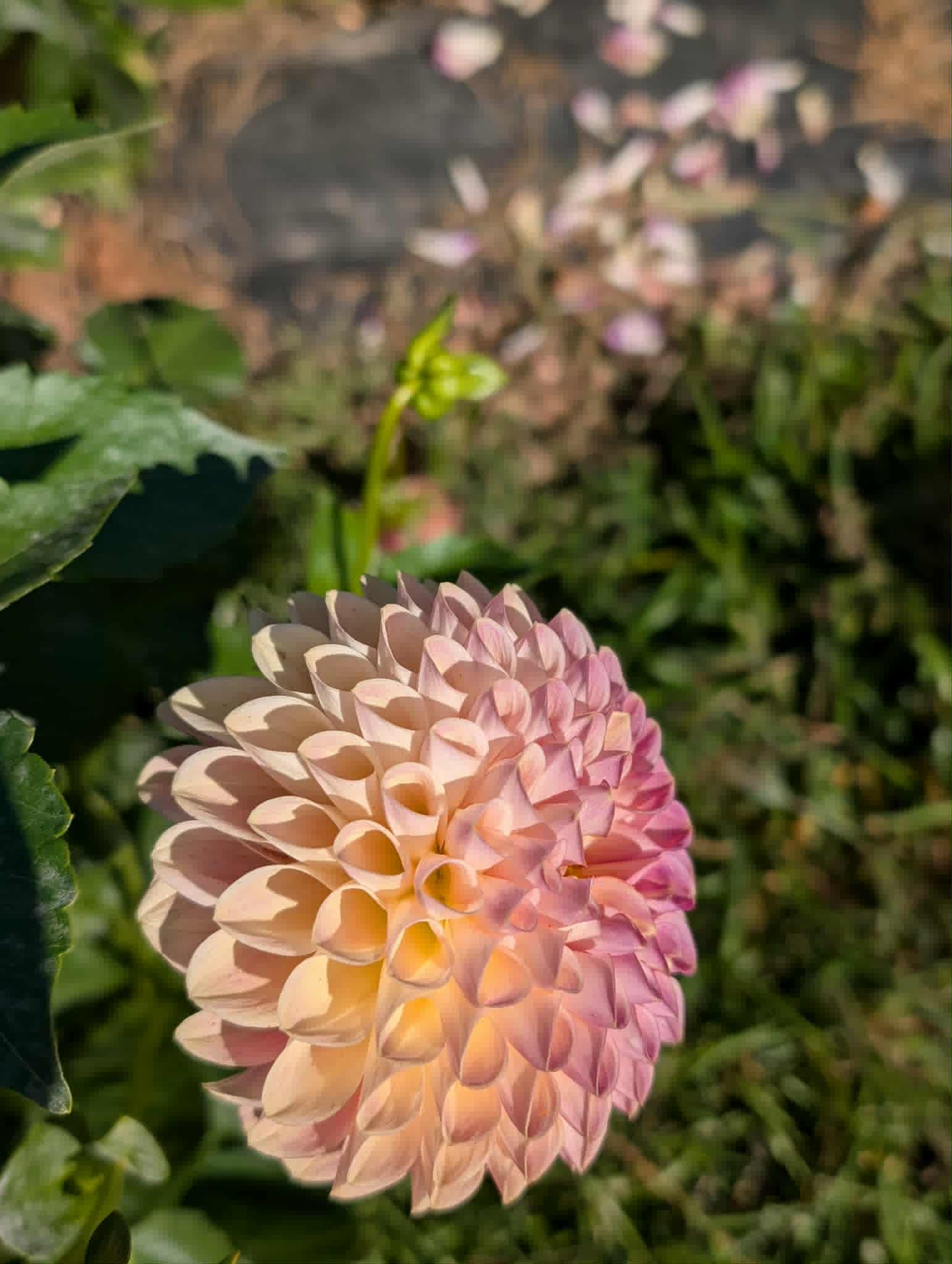 Clearview Peachy Dahlia Tuber