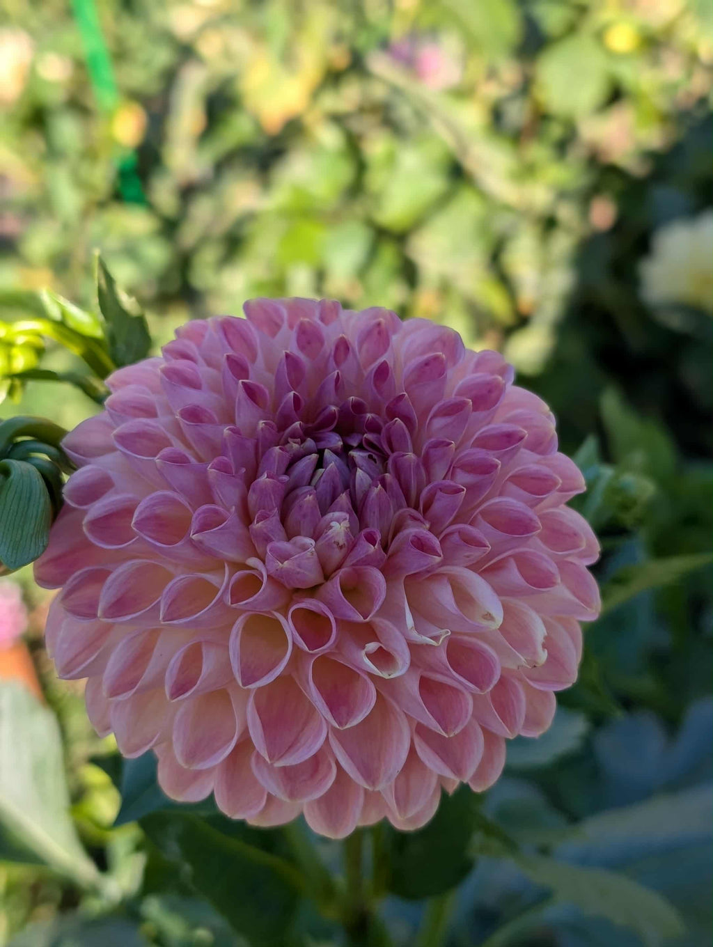 Clearview Peachy Dahlia Tuber
