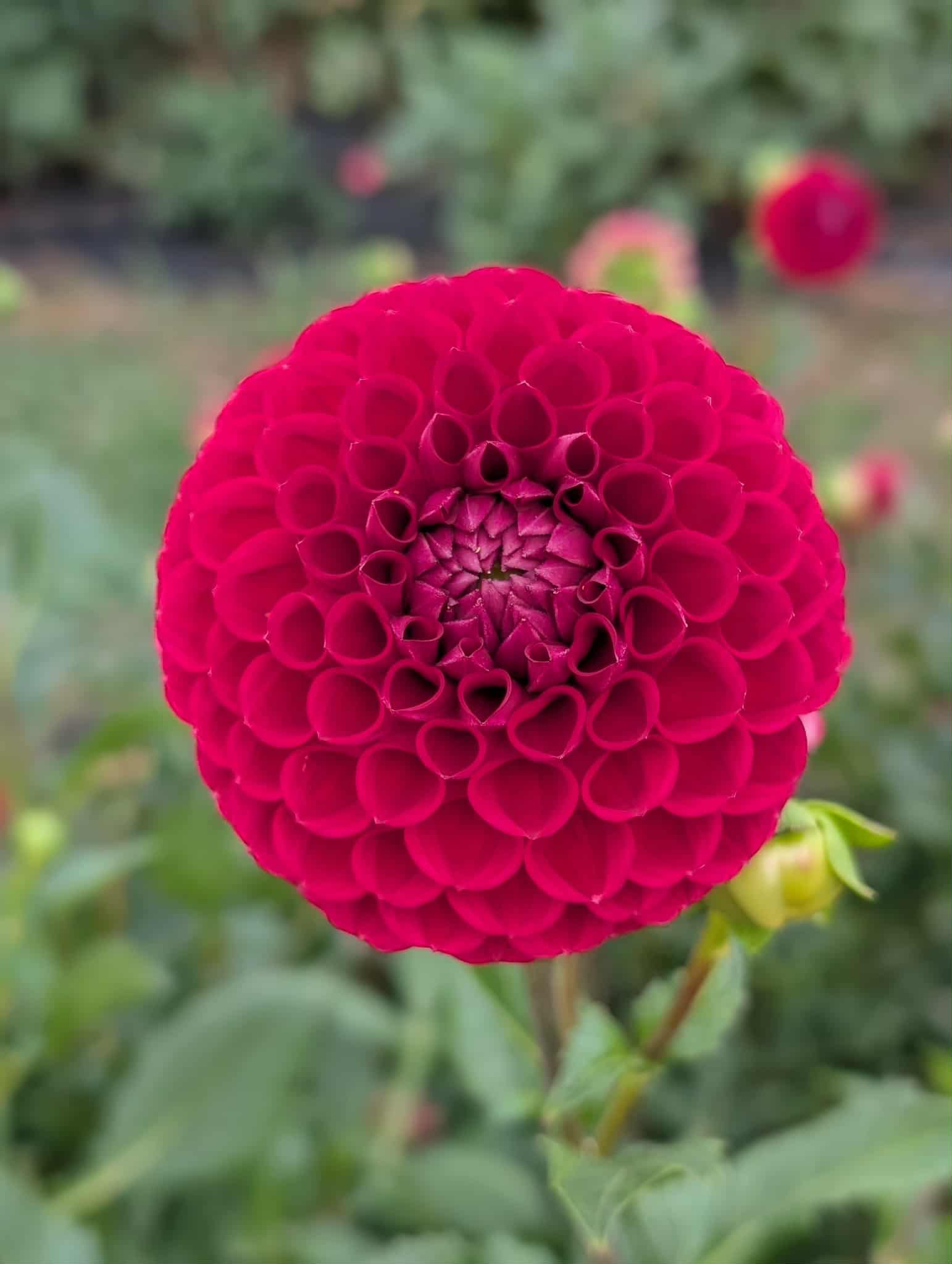 Cornel Red Dahlia tuber