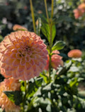 Crichton Honey Dahlia