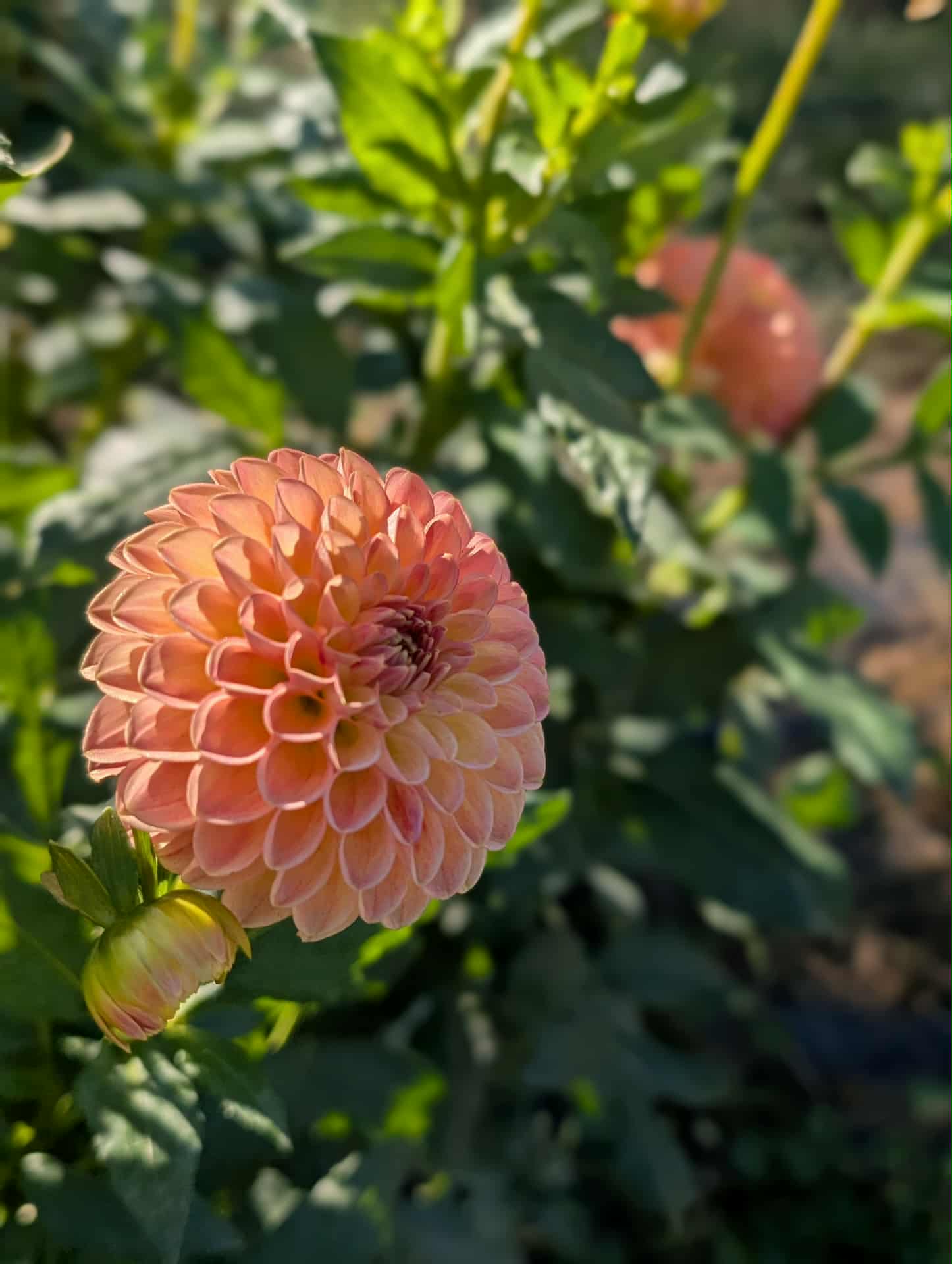 Crichton Honey Dahlia