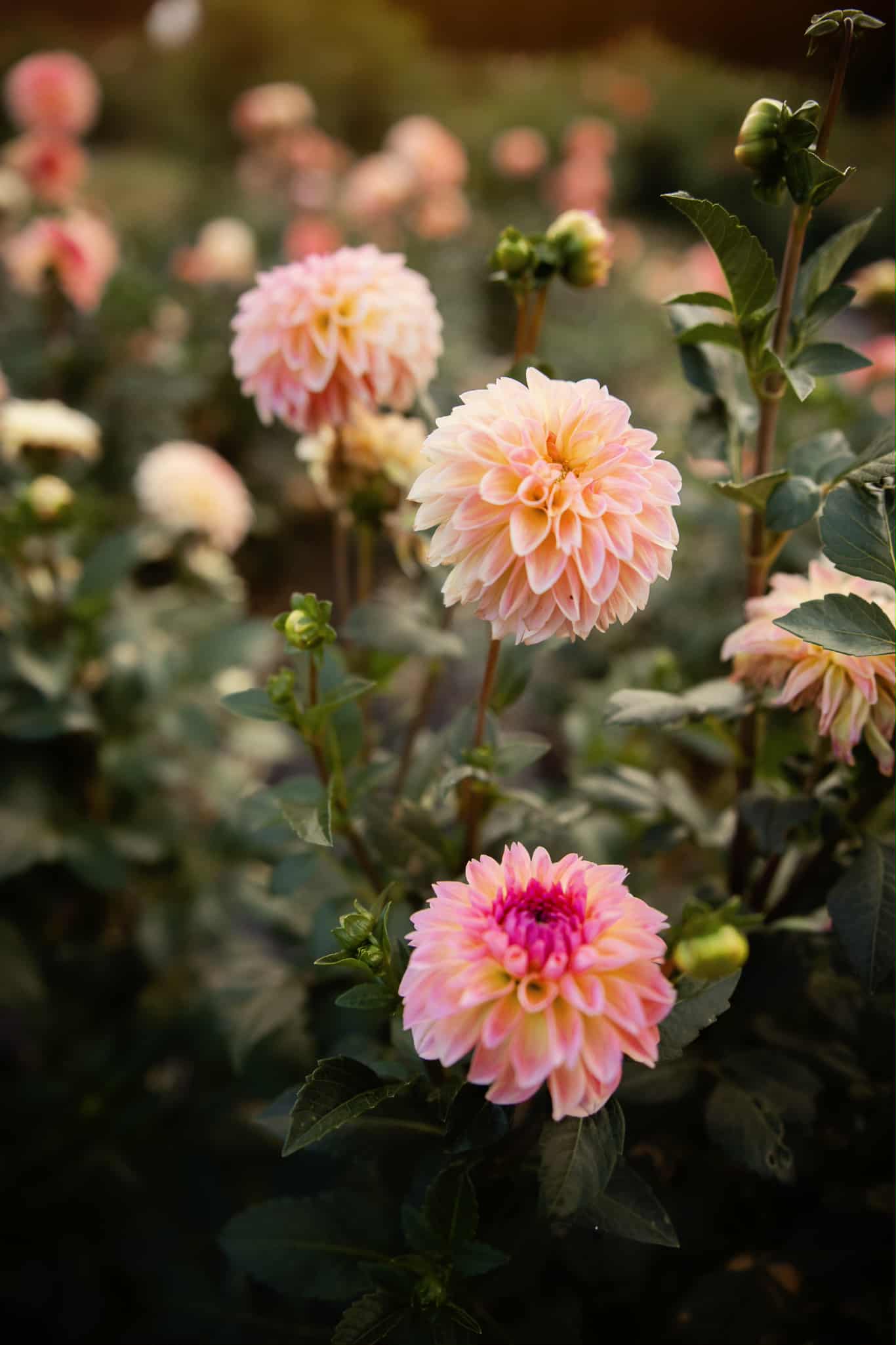 Esli dahlia tuber