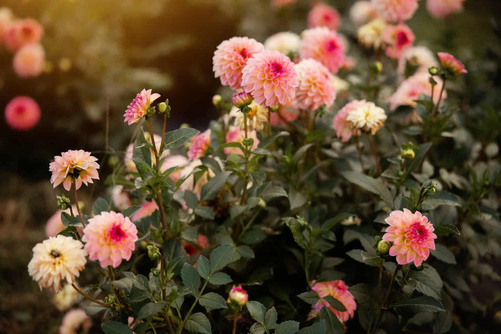 Esli dahlia tuber