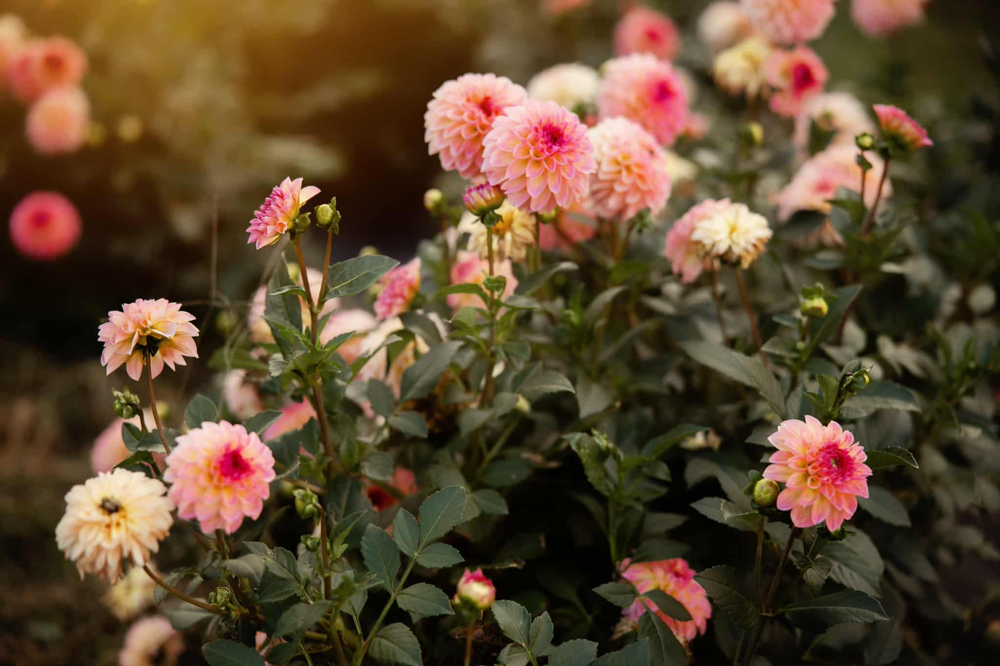 Esli dahlia tuber