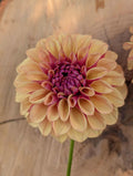 Lee's Golden Raspberry Tuber