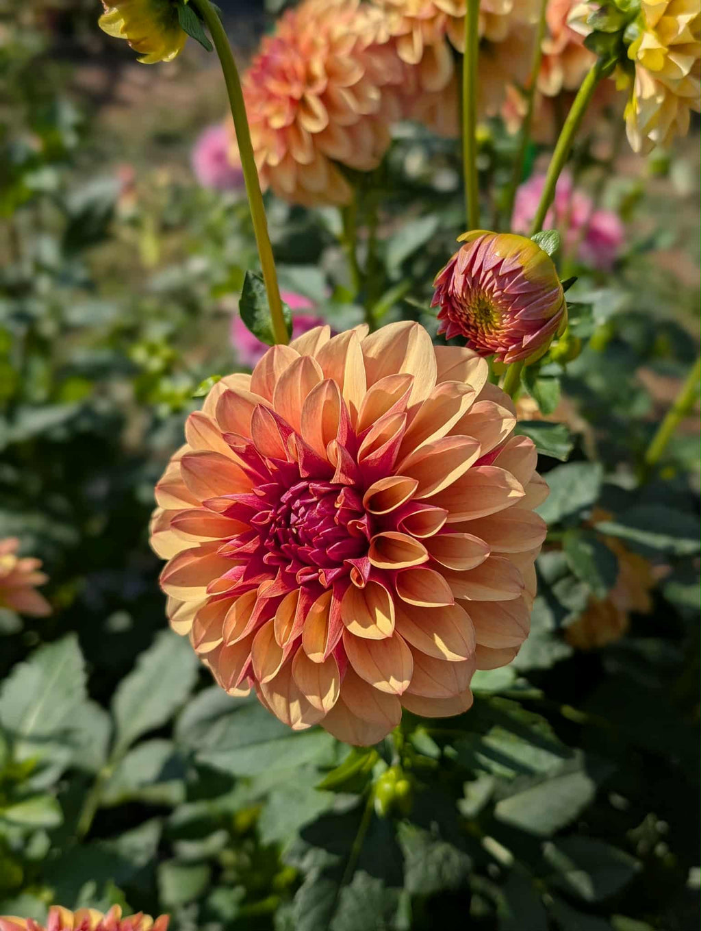 Lee's Golden Raspberry Tuber