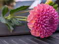 Hapet Coppery Dahlia Tuber