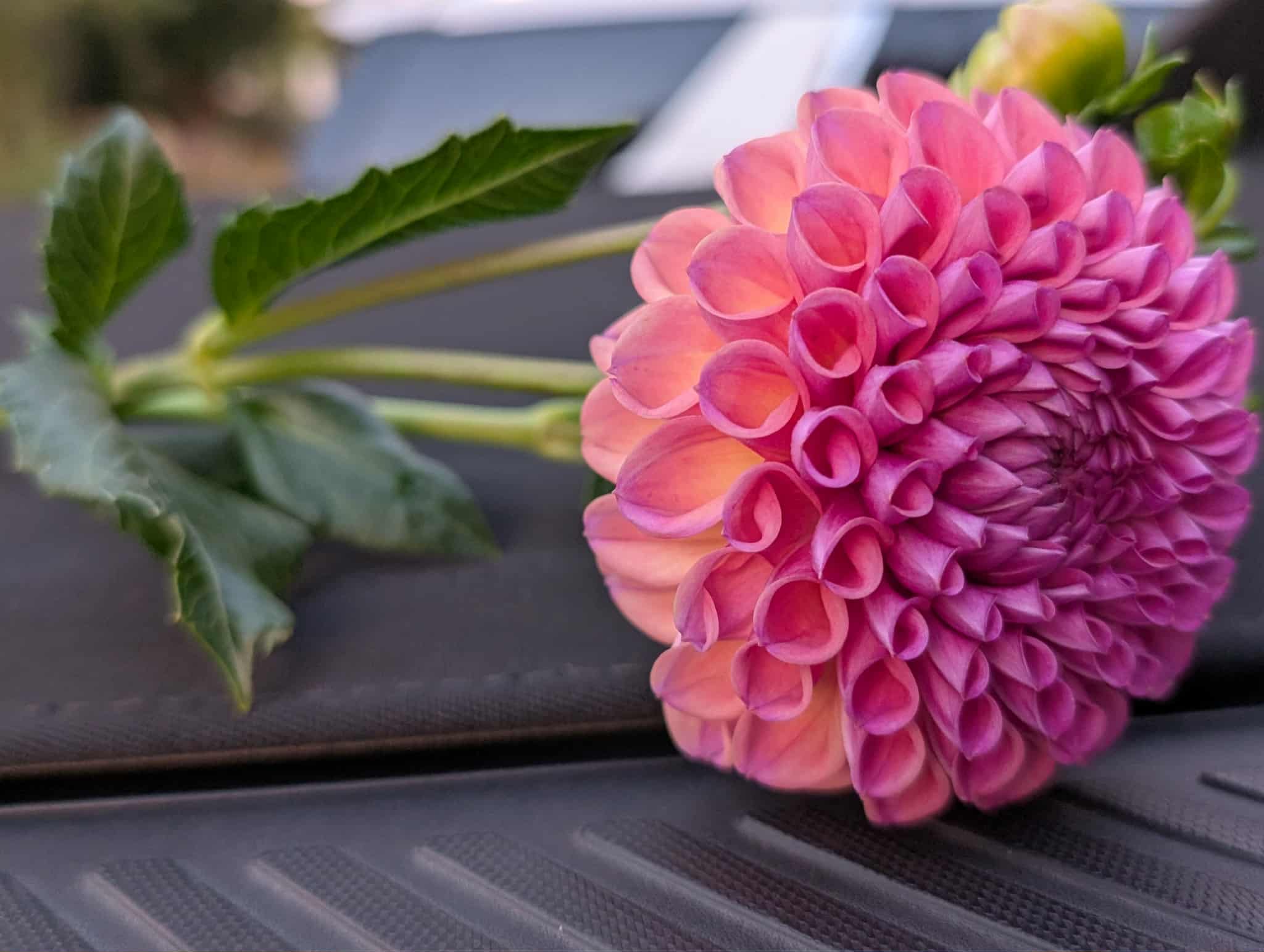 Hapet Coppery Dahlia Tuber