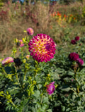 Hapet Daydream Dahlia Tuber