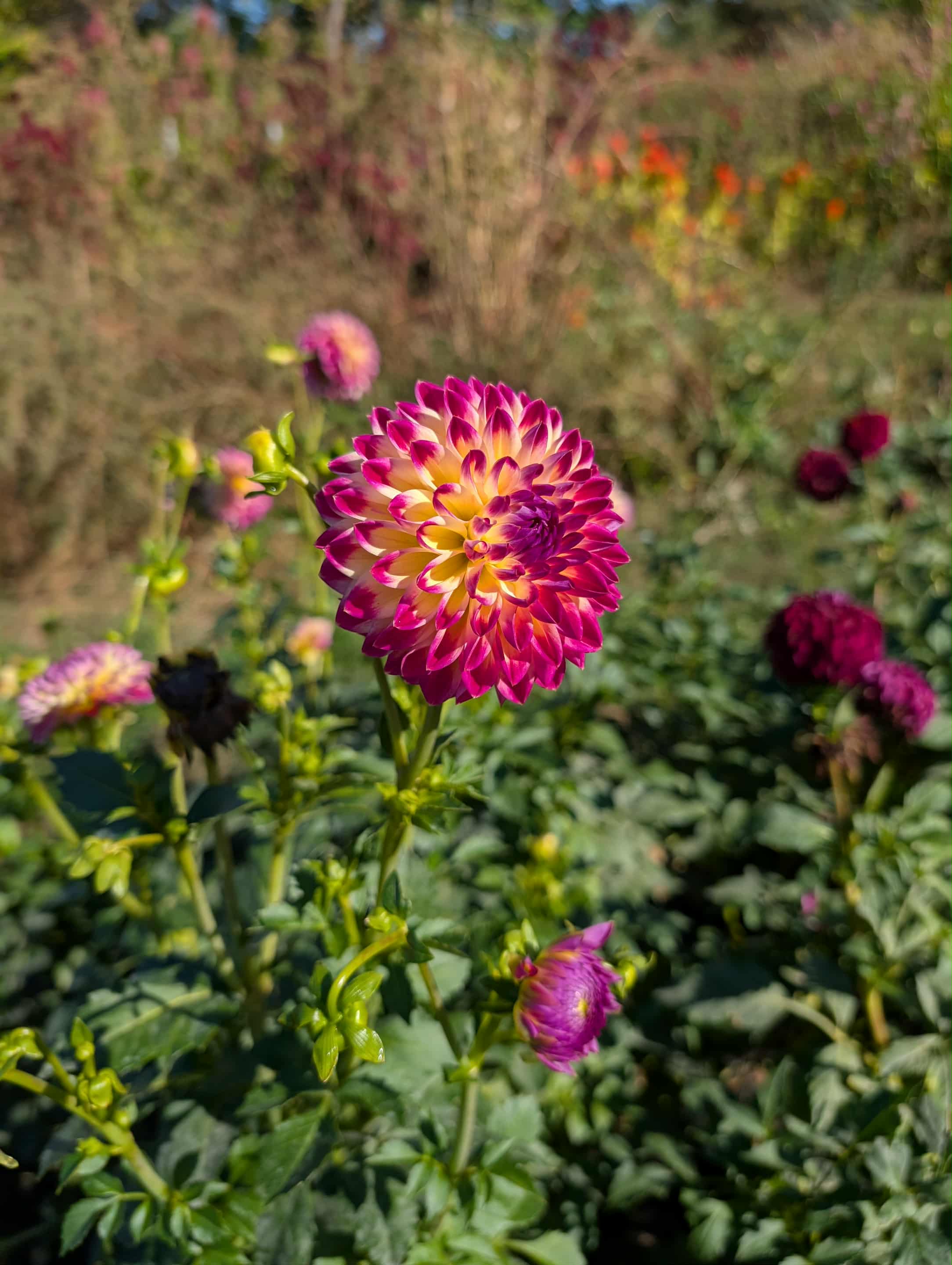 Hapet Daydream Dahlia Tuber