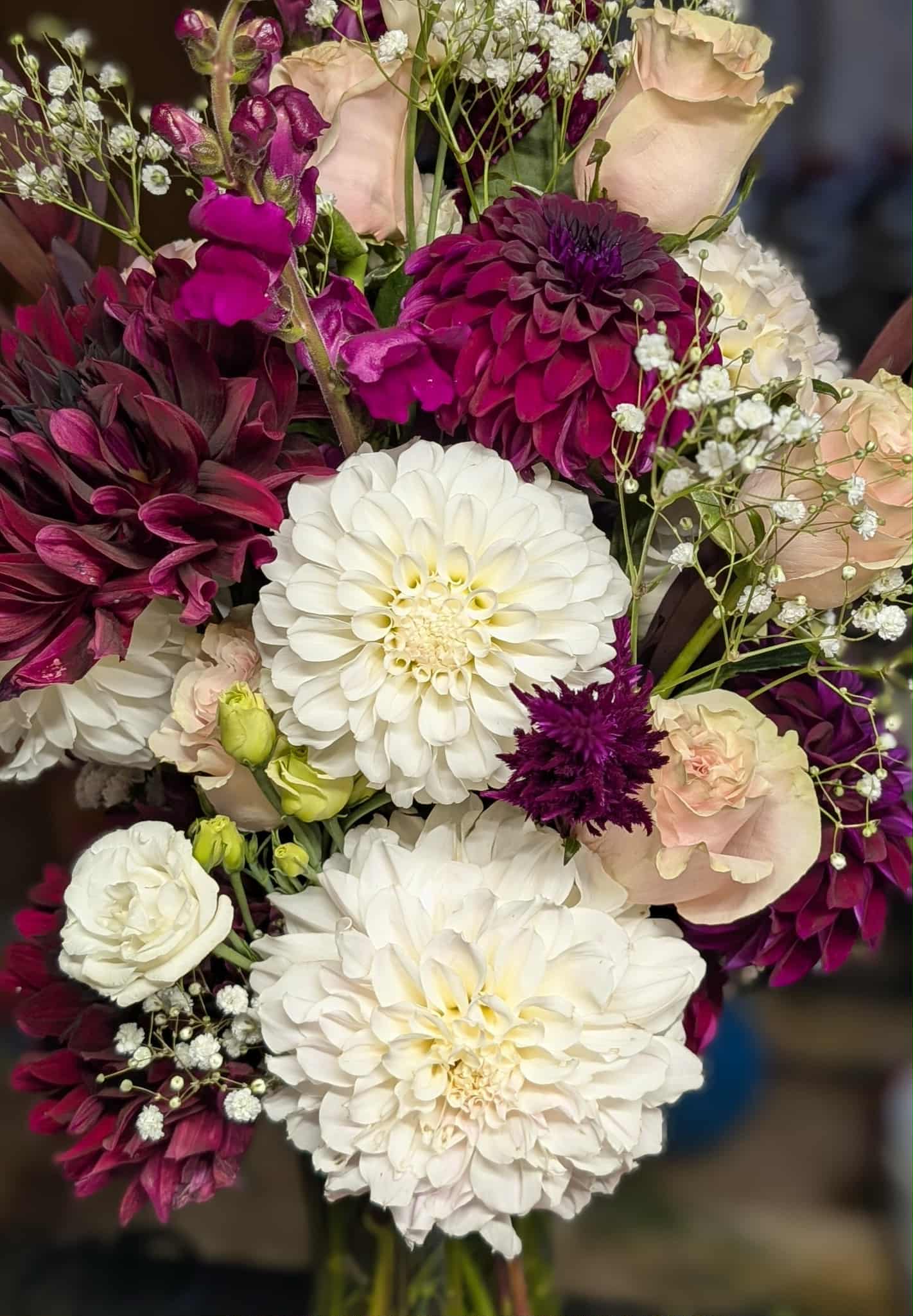 Irish Ruffles Dahlia Tuber