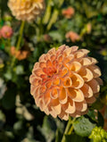 KA daybreak Dahlia tuber