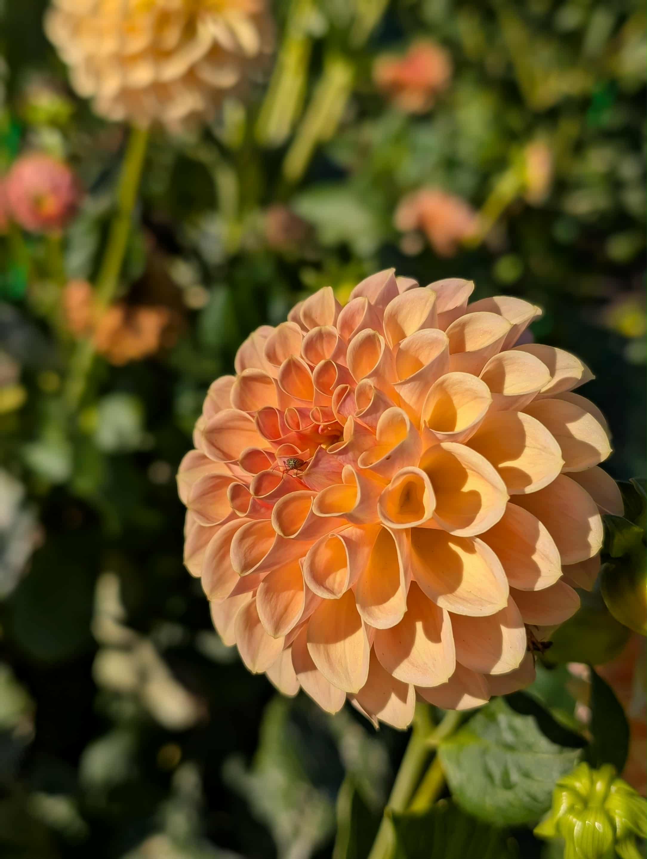 KA daybreak Dahlia tuber