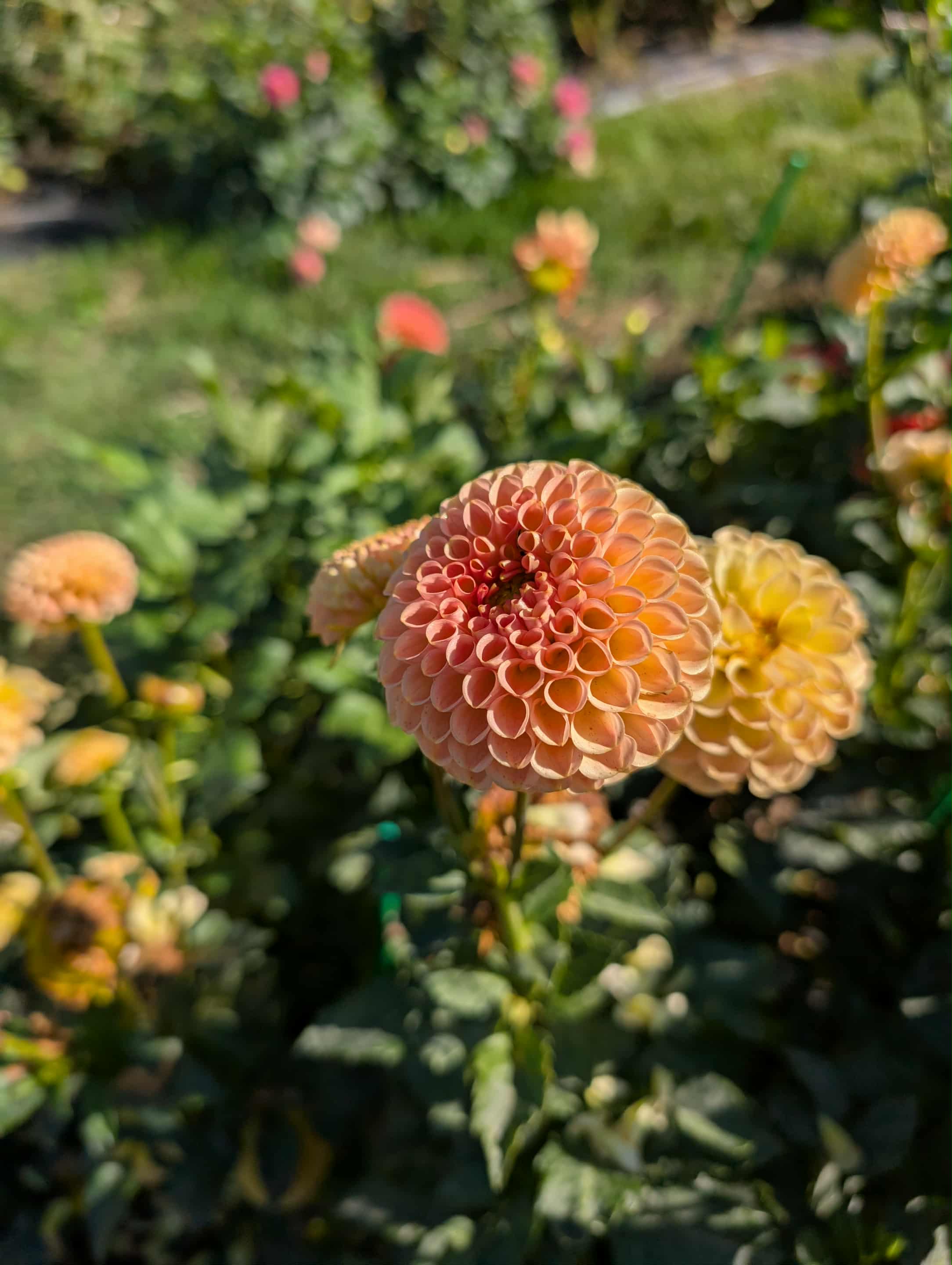 Honeycomb Dahlia Tuber