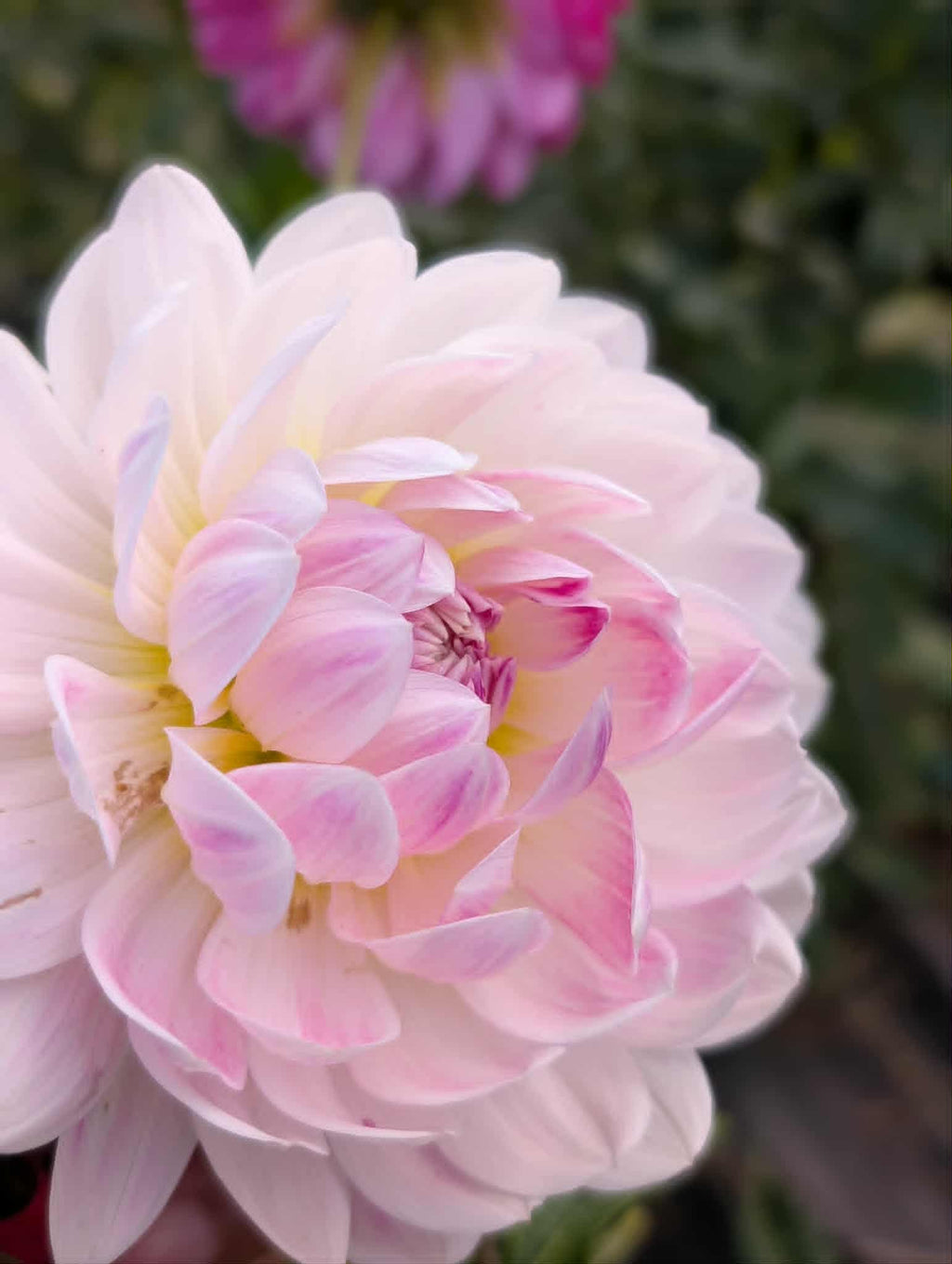 Kelgai Ann Dahlia Tuber