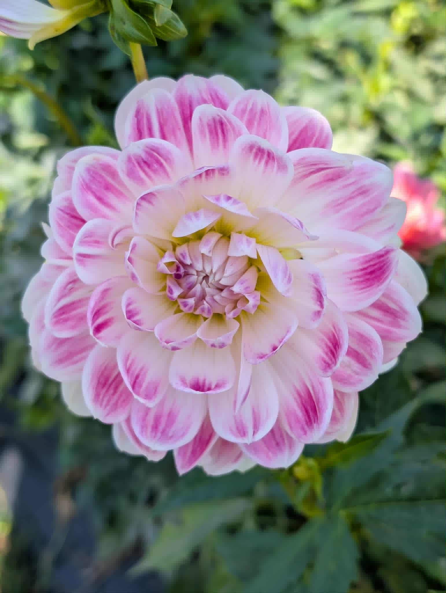 Kelgai Ann Dahlia Tuber