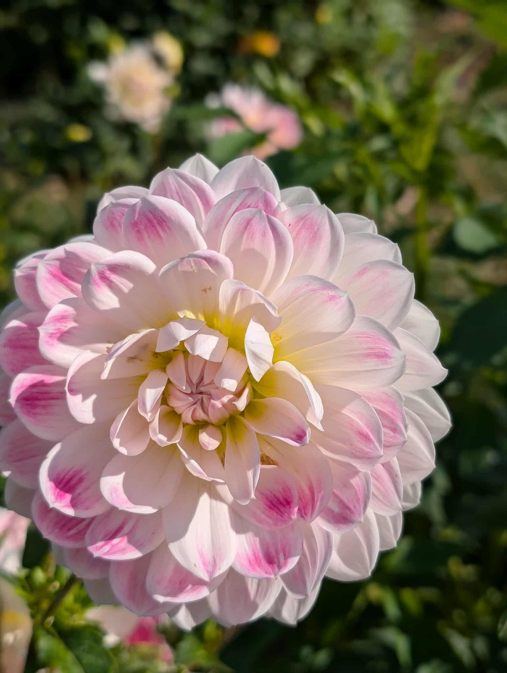 Kelgai Ann Dahlia Tuber