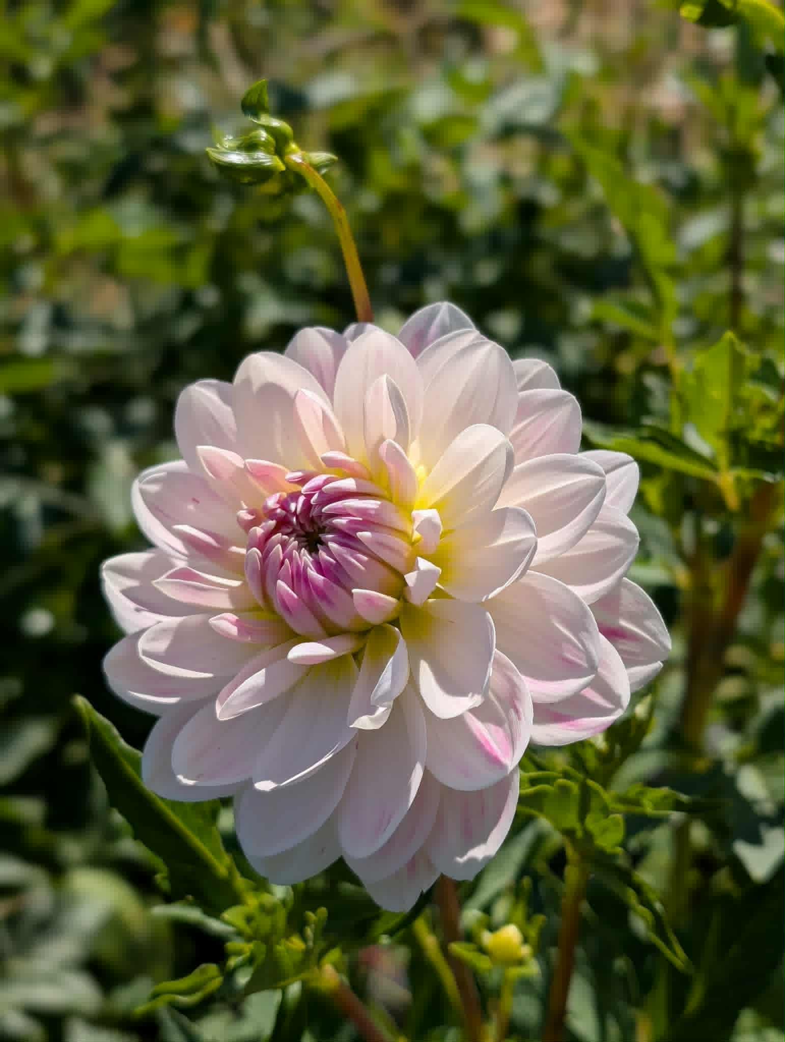 Kelgai Ann Dahlia Tuber
