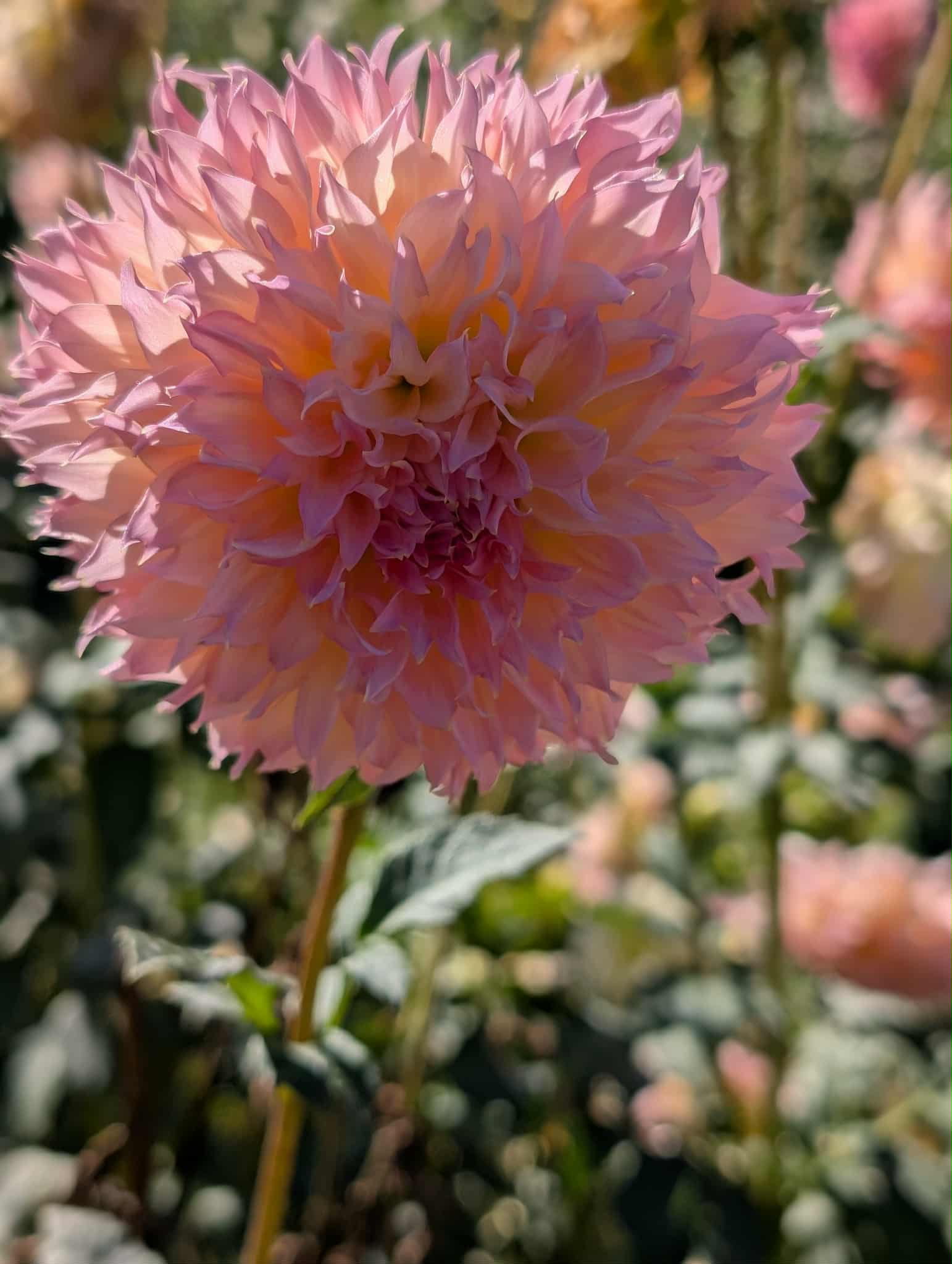 Lee's Pink Grapefruit Dahlia Tuber