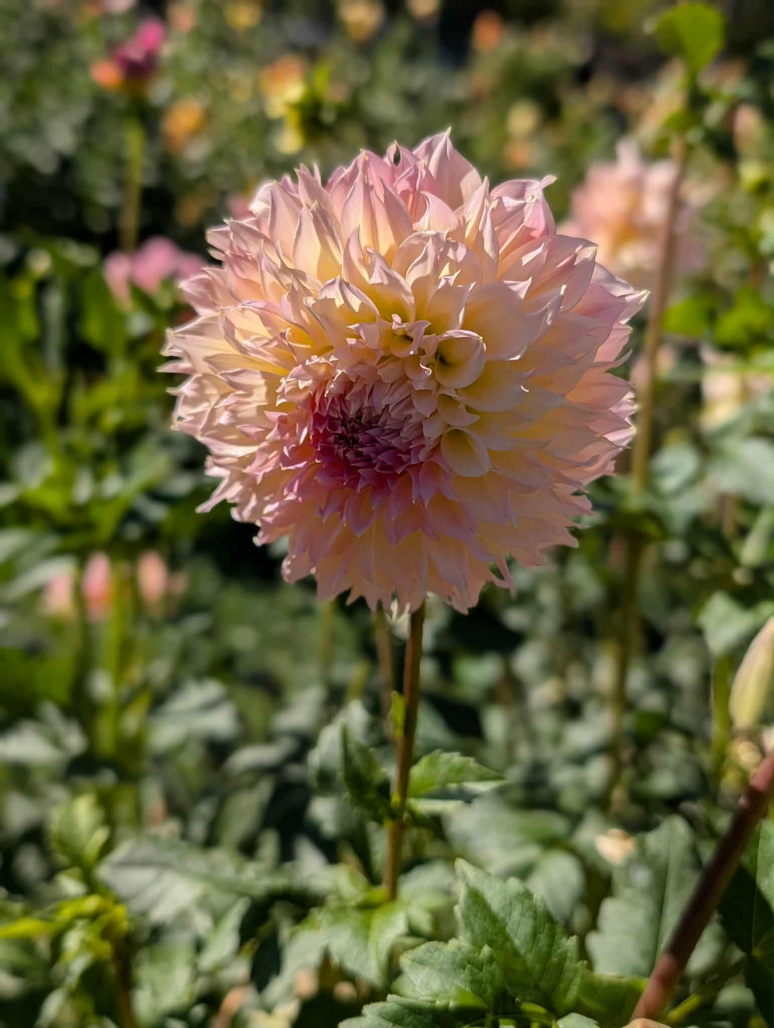 Lee's Pink Grapefruit Dahlia Tuber
