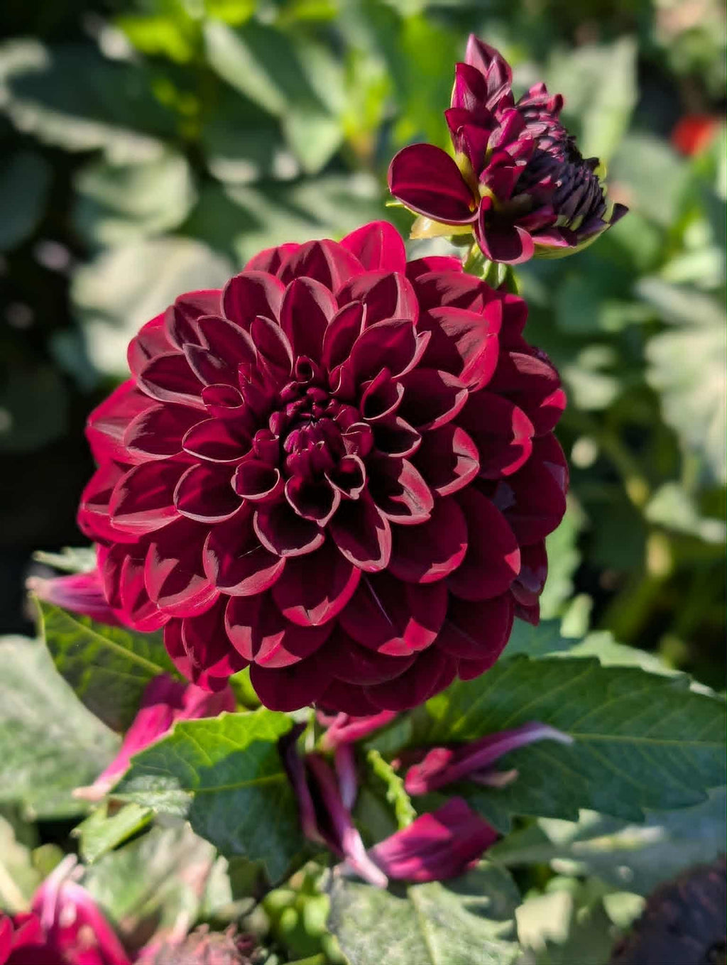 Dahlia Lights Out Tuber