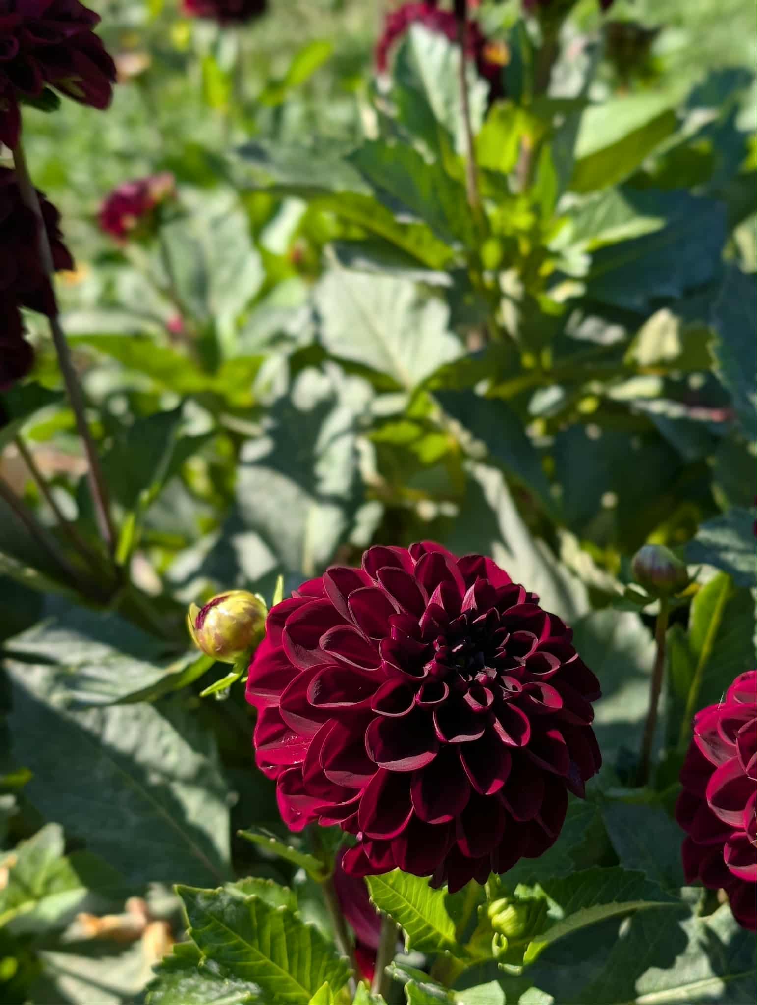 Dahlia Lights Out Tuber