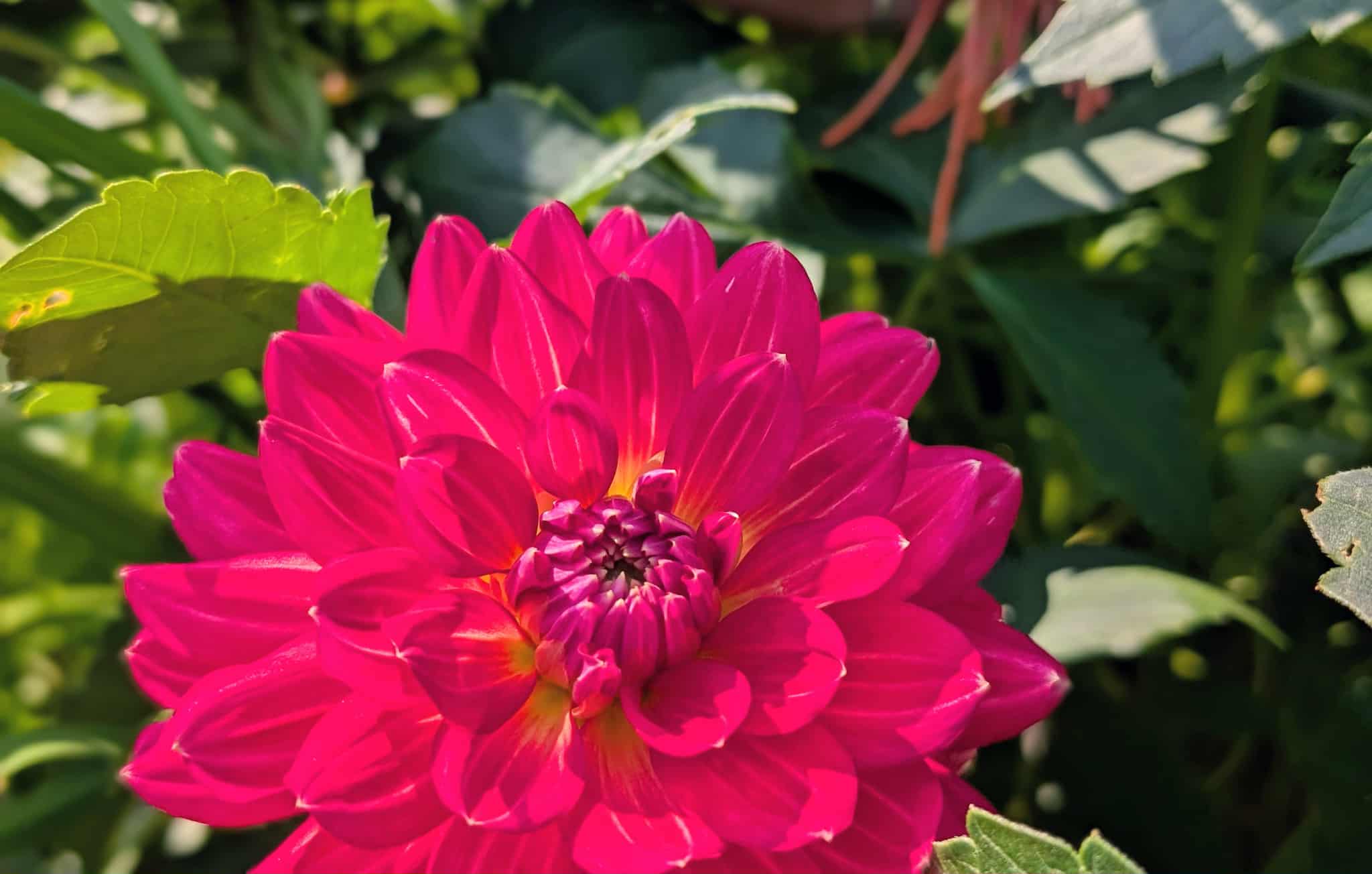 Lee's Scarlet Macaw Dahlia Tuber