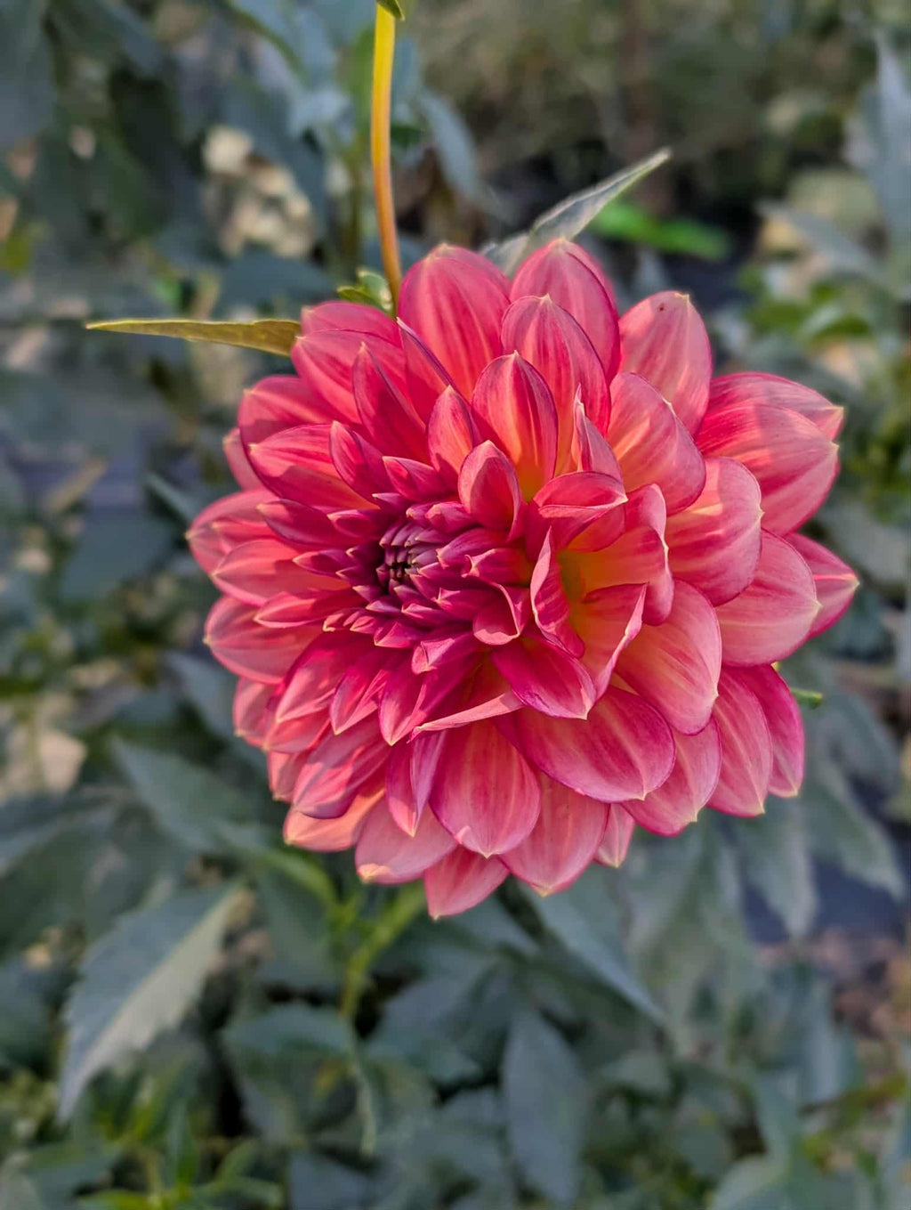 Lee's Scarlet Macaw Dahlia Tuber