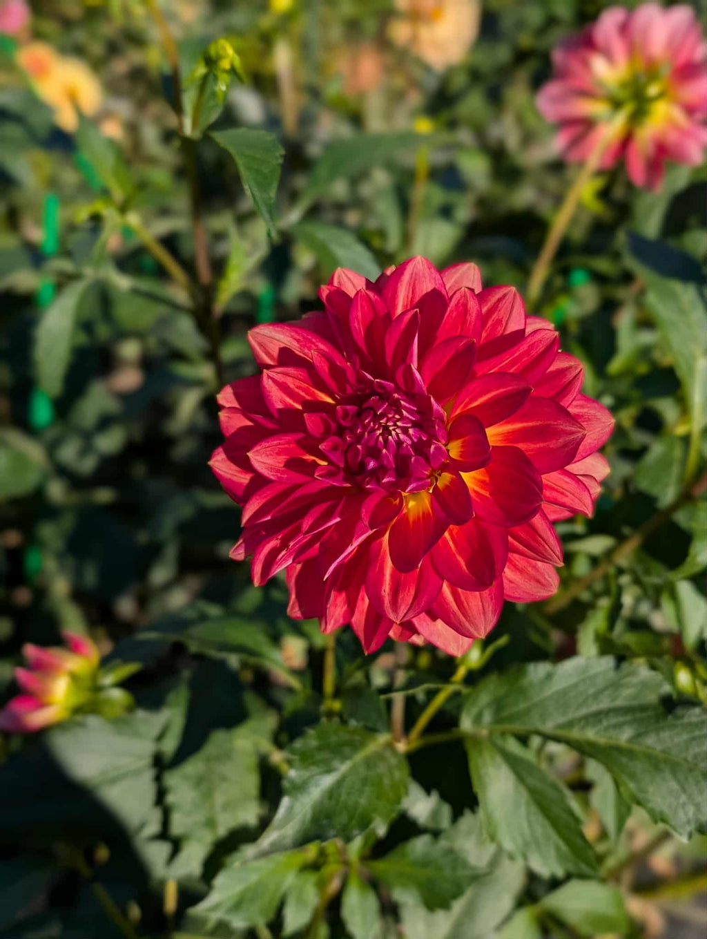 Lee's Scarlet Macaw Dahlia Tuber