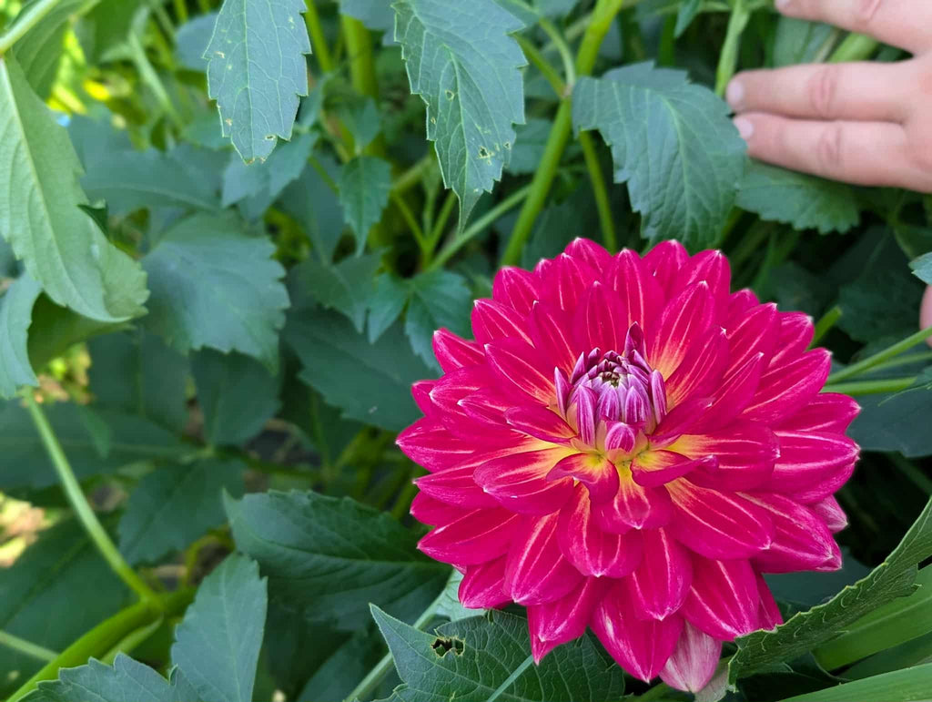 Lee's Scarlet Macaw Dahlia Tuber