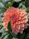 Nicholas Dahlia Tuber