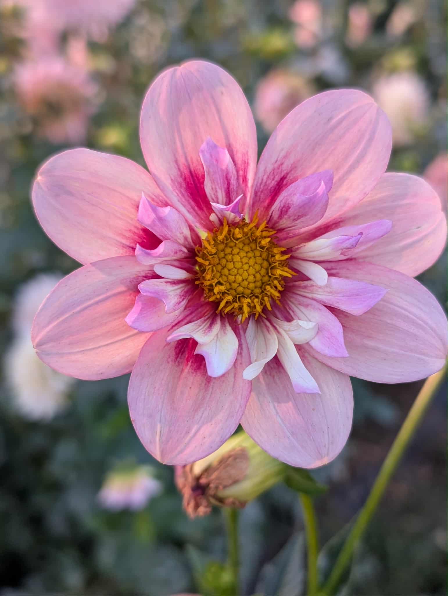Rhubarb and Custard Dahlia Tuber